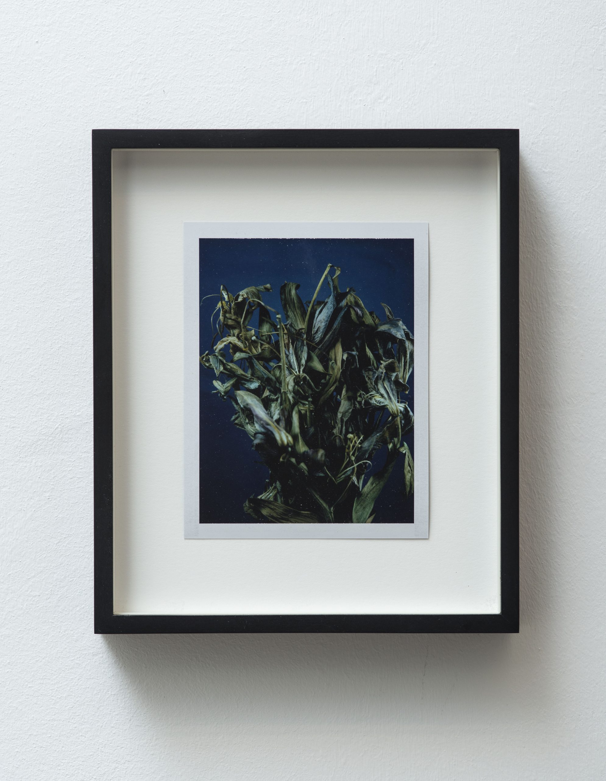 Sam Falls, Untitled (Life and death, asiatic lilies), 2014. Photo by Giorgio Benni