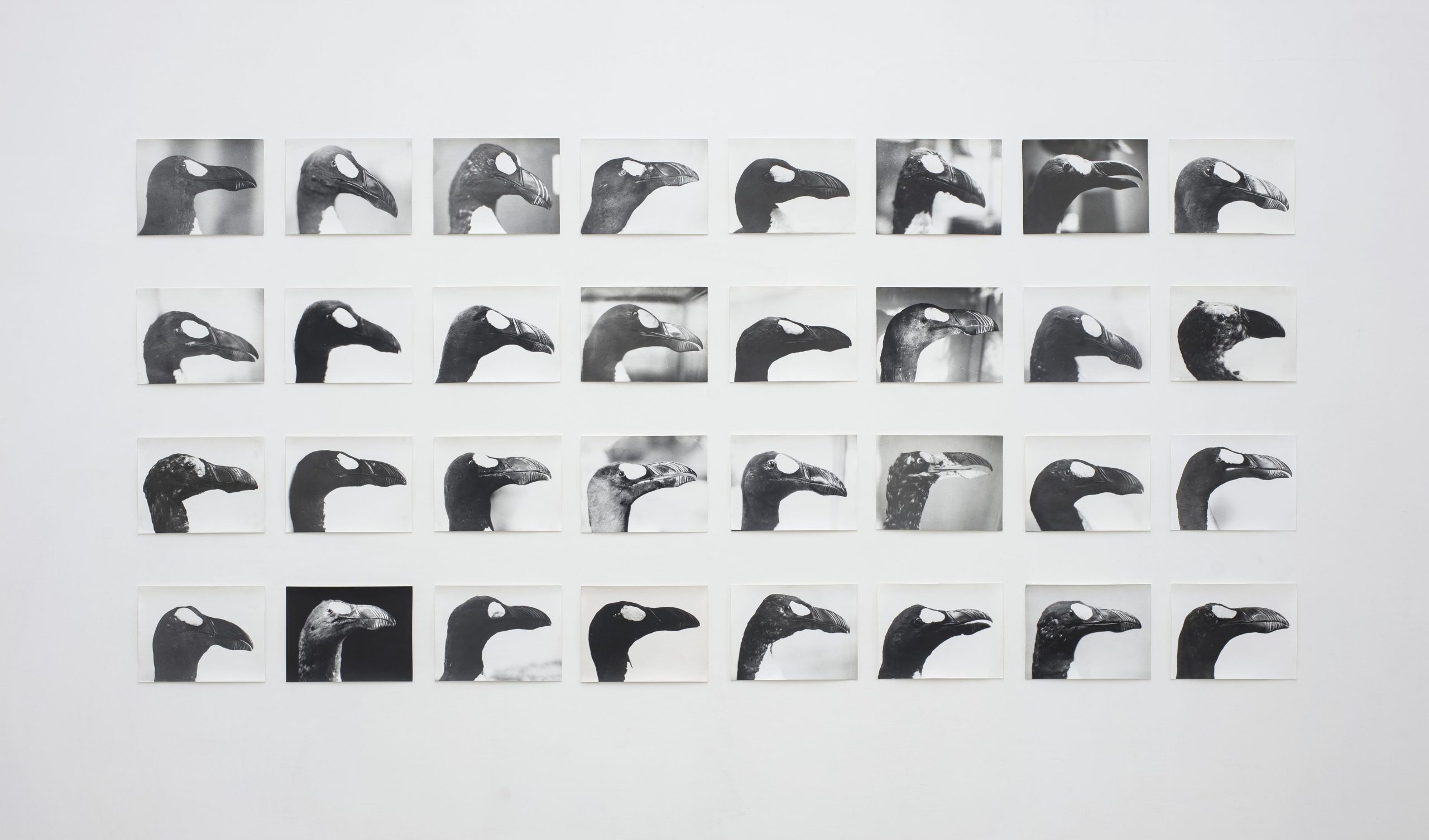 Jochen Lempert, The Skins of Alca impennis, 1993 – 2014. Foto di Giorgio Benni, courtesy ProjecteSD, Barcellona